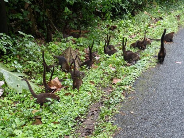 Wildtiere auf der Straße in Costa Rica