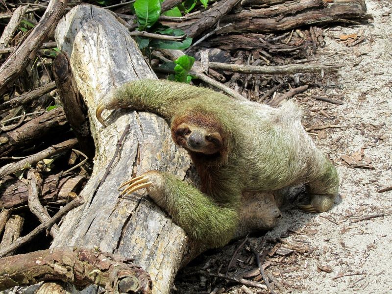 sloth in Costa Rica