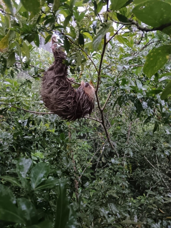 sloth behind cabin