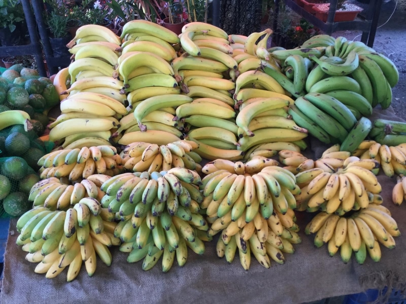 banana costa rica