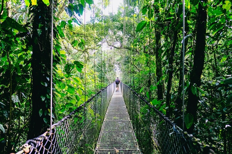 dense jungle canopy