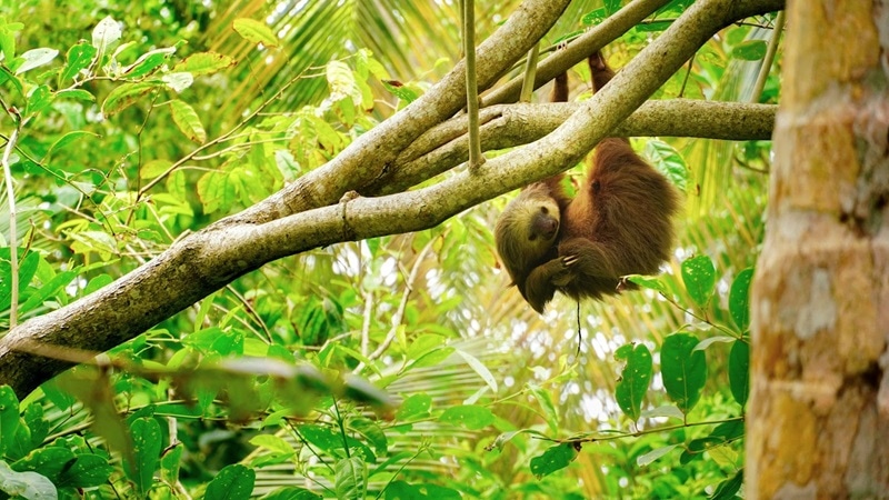 A local sloth practicing pura vida